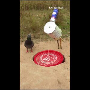 Easy Bird Trap Technique - Creative Bird Trap #shorts #birdtrap