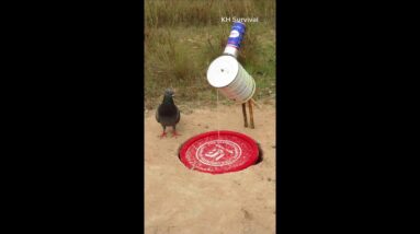 Easy Bird Trap Technique - Creative Bird Trap #shorts #birdtrap