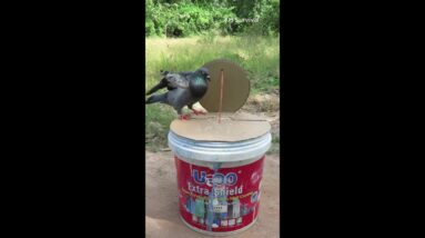 Easy Create Birds Trap / Best Birds Trap #bird #birdtrap