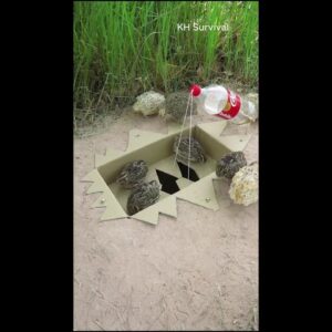 New Creative Birds Trap Technique #shorts
