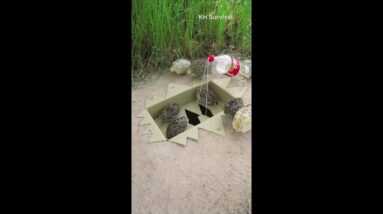 New Creative Birds Trap Technique #shorts