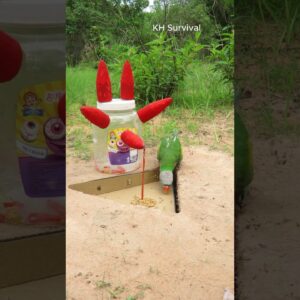Survival Skills: EASY parrot trap #parrottrap #bushcraft #outdoors #birds