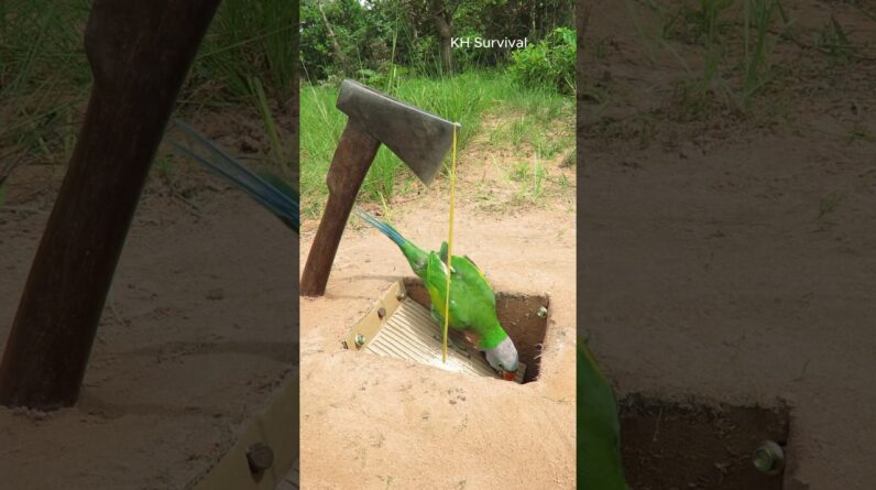 Survival Skills: SMART idea and USEFUL #parrottrap #parrot #outdoors