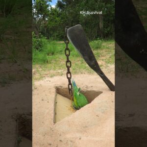 Survival Skills: Underground parrot 🐦 trap #parrottrap #birds