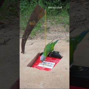 Underground parrot trap #parrottrap #shorts