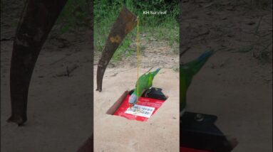 Underground parrot trap #parrottrap #shorts