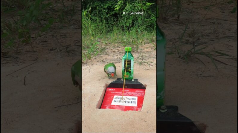 Survival Skills: USEFUL tips with Underground parrot bird trap #birds #parrottrap
