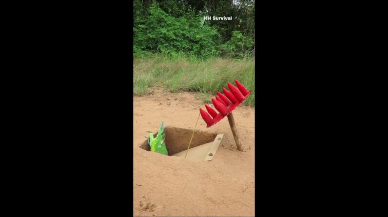 Creative Bird Trap Technique | Underground Birds Trap #shorts