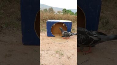 Survival Skills: AMAZING bird trap #birds #shorts