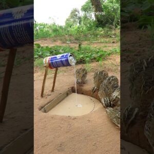 Survival Skills: SMART ideas and USEFUL #parrottrap #birds #outdoors