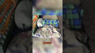 Rainy Survival🌧️Lightweight Shelter Setup