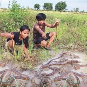 Survival in forest, Catch and cook eel So delicious food for lunch, Survival cooking