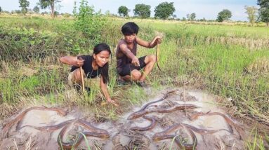 Survival in forest, Catch and cook eel So delicious food for lunch, Survival cooking