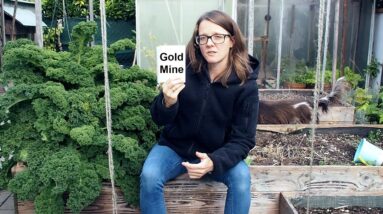 Turning my home garden into a GOLD MINE!