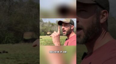 🦆Any Animal Can Be an Alarm System!