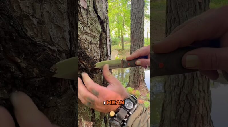 Survival Fire Starter🌲Fatwood & Pine Resin Secret