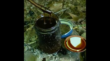 How to Make Fuel from Pine Trees