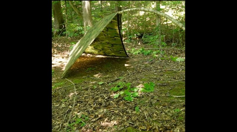 DIY Bent Sapling Shelter