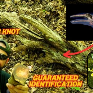 How To Find Fatwood Lighter Knot Using Whale Bones